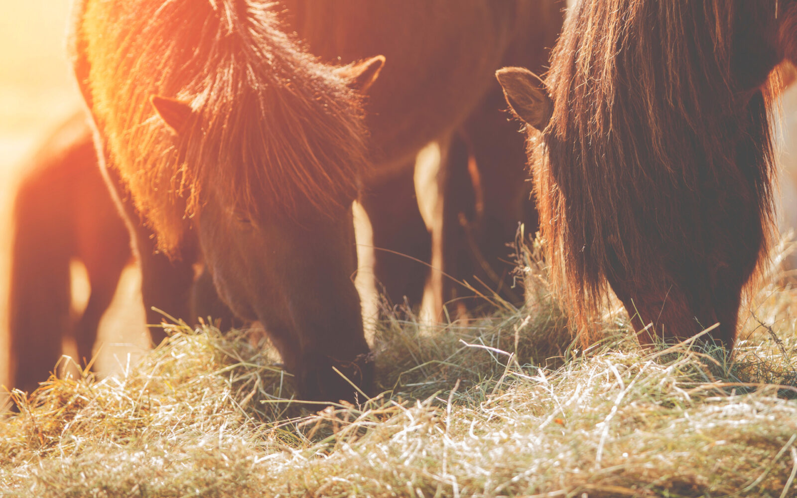 Paardenarts.nl - Visie en Rubriek Paardenvoeding header