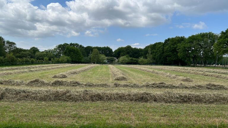 Mineralen in gras en hooi