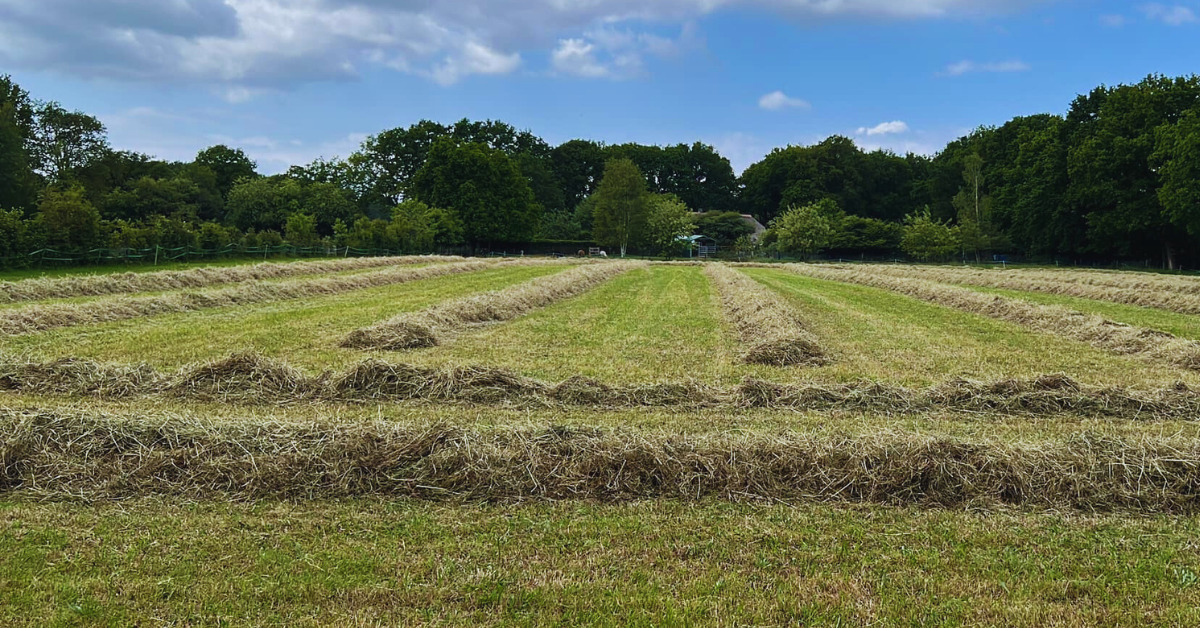 Paardenarts.nl - paardenvoeding, mineralen in gras en hooi header2