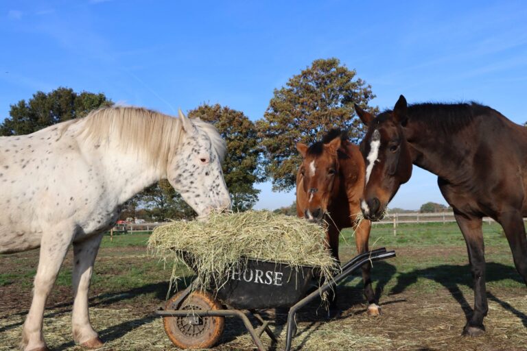 Weet wat je voert, koop geanalyseerd hooi