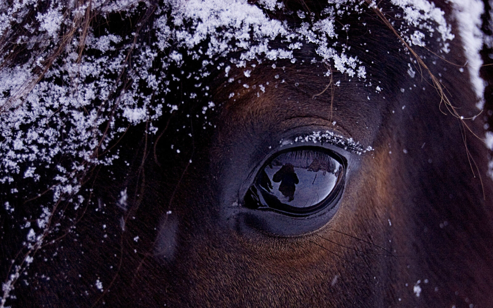 Paardenarts.nl - rubriek winter- header