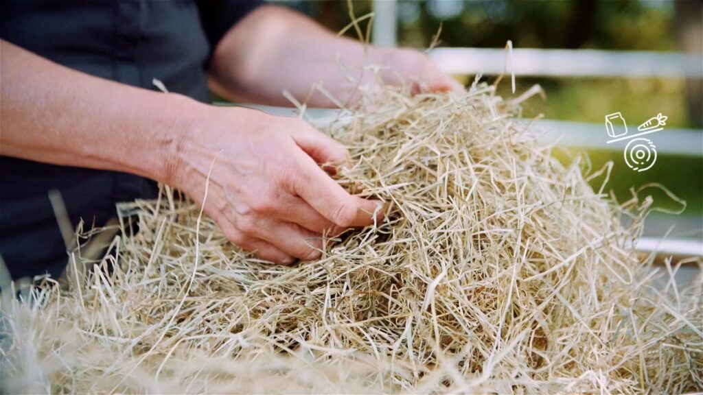 Paardenarts.nl - Online Masterclass Ruwvoeranalyse header