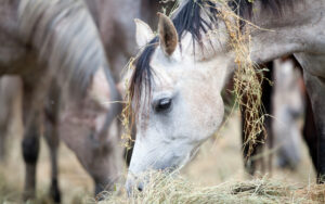Aangepaste voeding voor paarden met PPID