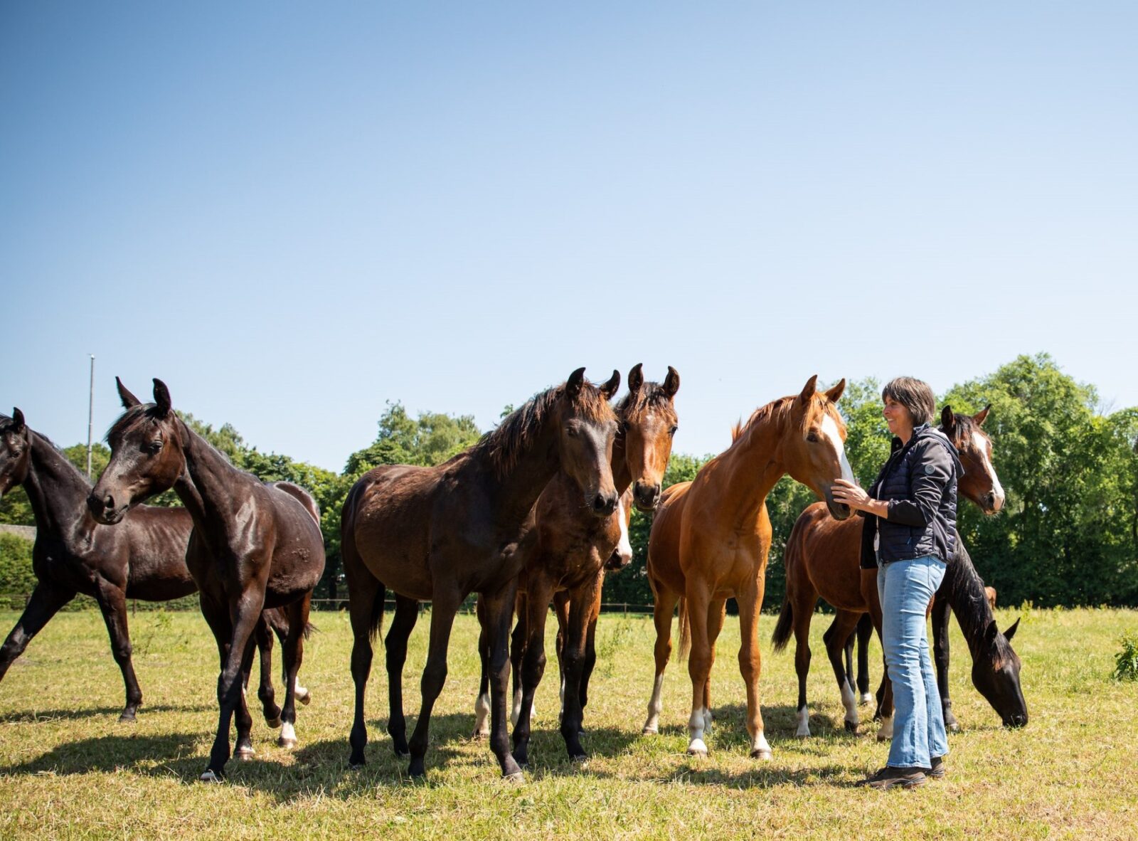 Paardenarts.nl - Voedingsadvies Paard - Anneke met jonge paarden