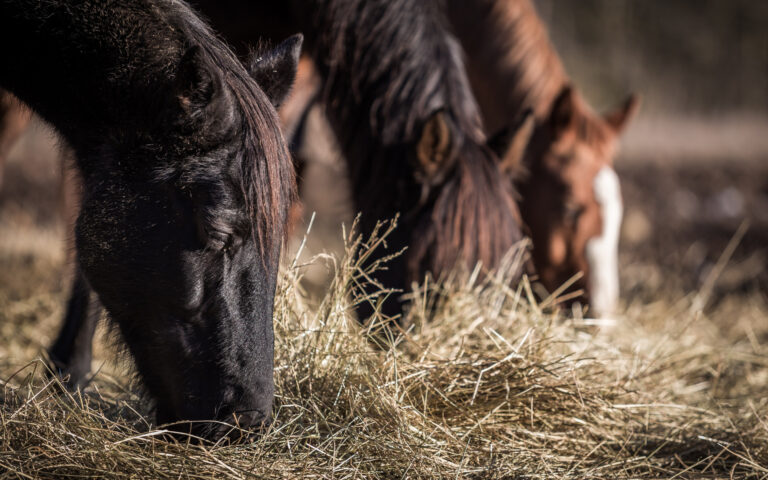 Paardenarts.nl - voedingstips - voerovergang najaar