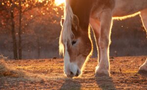 Paardenarts.nl - voeding paard - voorkom zandkoliek header