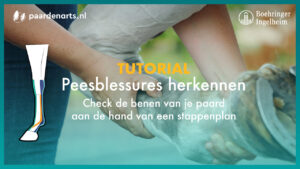 Paardenarts.nl - Tutorial Peesblessures herkennen