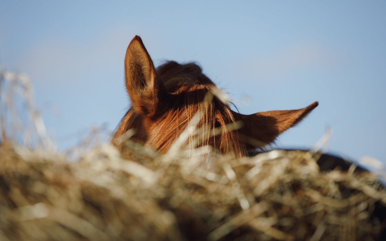 Paardenarts.nl ruwvoer - HayToYou hooi vs hooi
