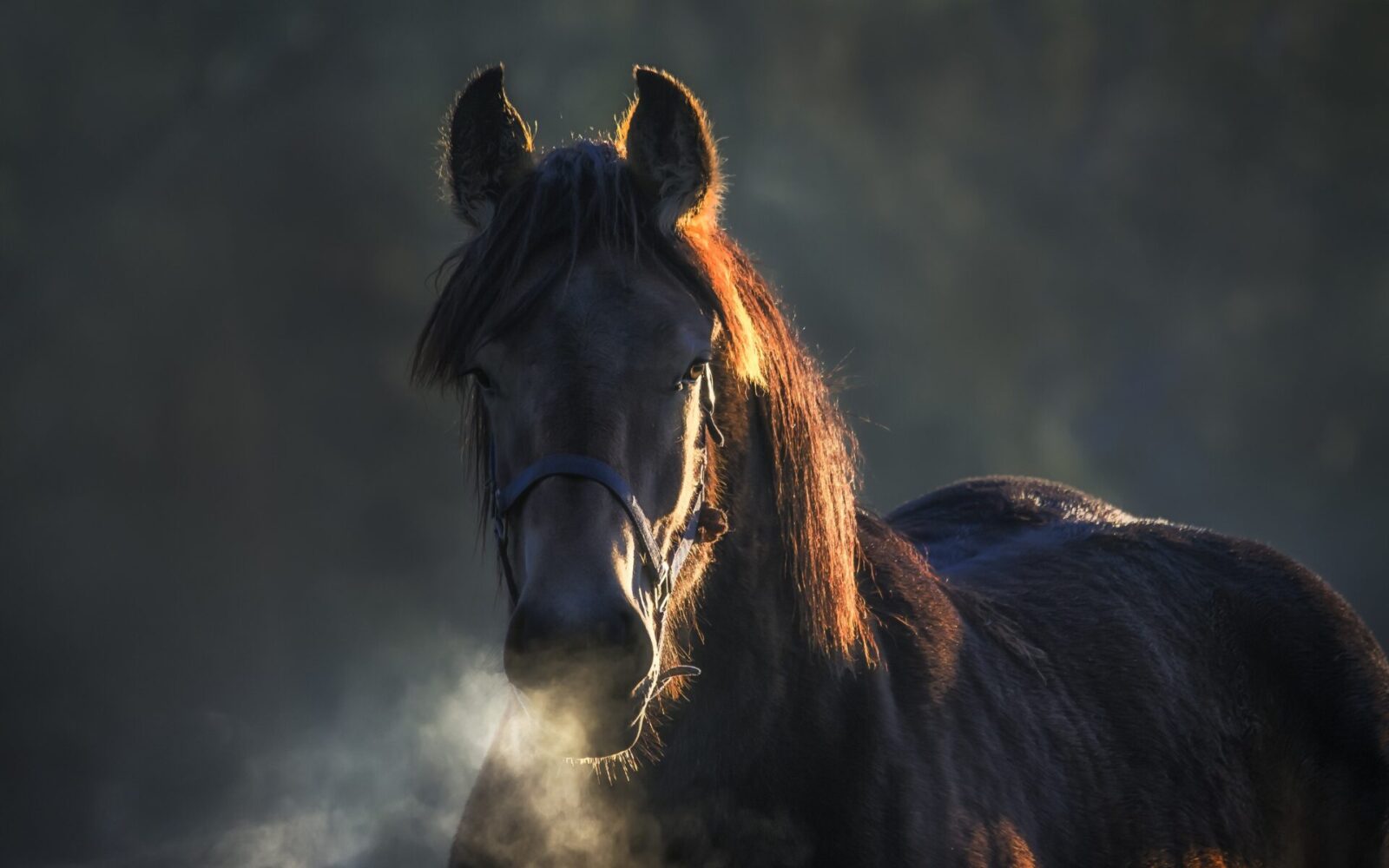 Paardenarts.nl verstoppingskoliek header