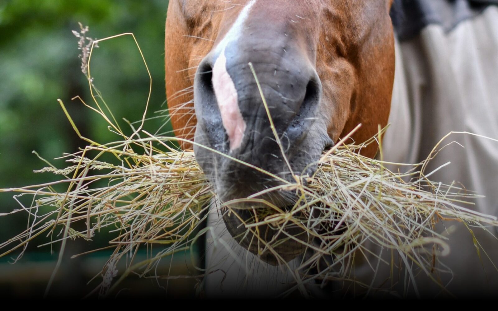 Paardenarts.nl_paardenvoeding_rubriek ruwvoer - header