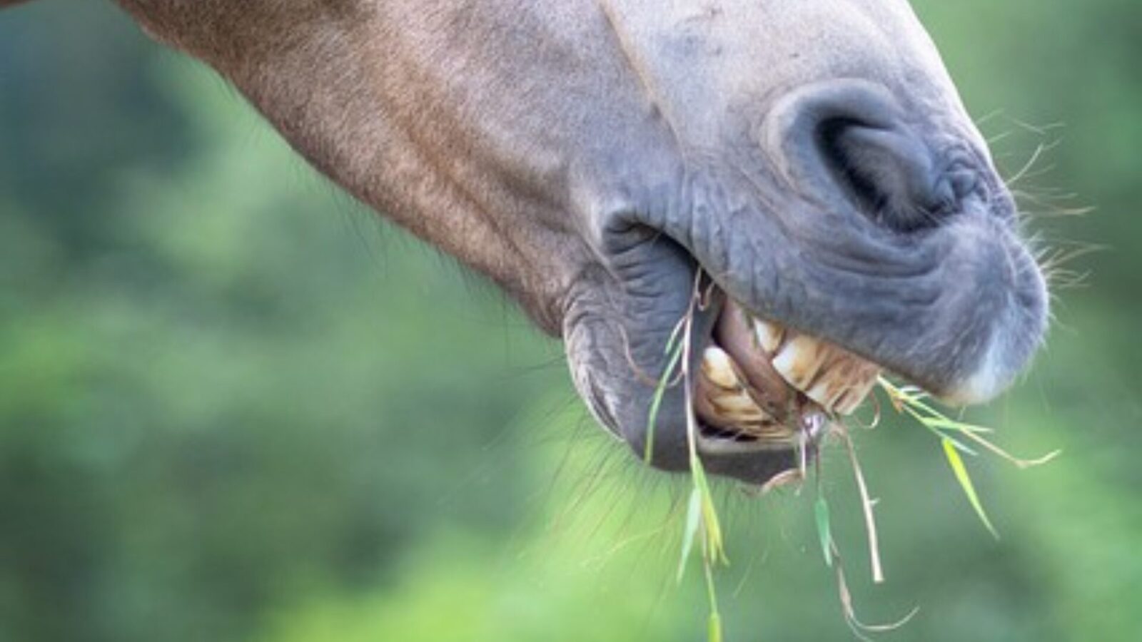 Paardenarts.nl - kauwen op ruwvoer houd het gebit van je paard gezond