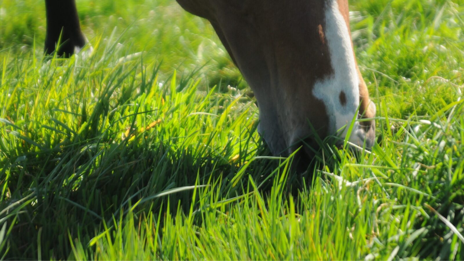 Paardenarts.nl - Waarschuwing (voorjaarsgras) grasoverload header