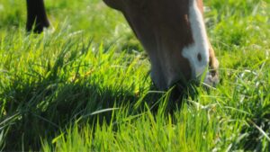 Waarschuwing voor paarden: gras overload!