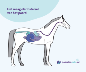 Het maag-darmstelsel van het paard - By Paardenarts.nl