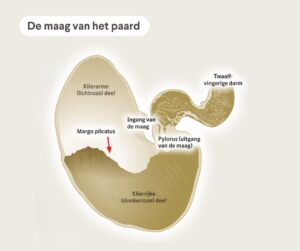 Paardenarts.nl - De maag van het paard anatomie
