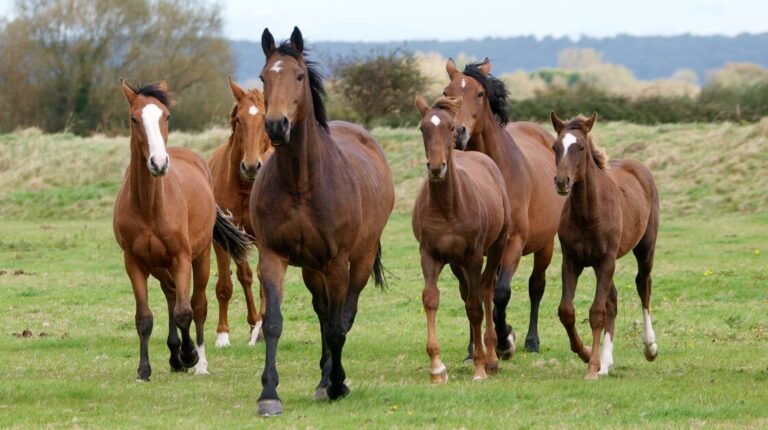Maagzweren bij paarden: alles wat je moet weten, preventietips en FAQ
