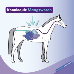 Paardenarts.nl Kennisquiz Maagzweren - uitgelicht