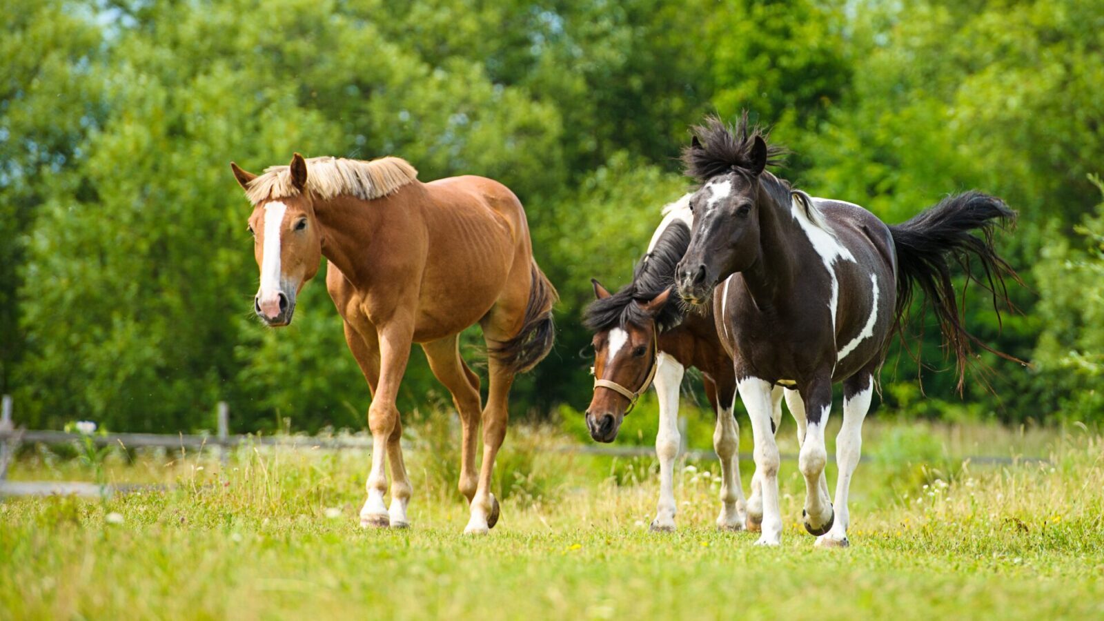 Paardenarts.nl - Zomerweidegang en risico voor paarden
