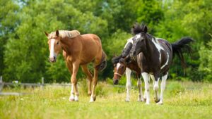 Paardenarts.nl - Zomerweidegang en risico voor paarden