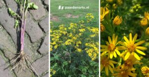 Paardenarts.nl - giftige planten voor paarden - Jacobskruiskruid