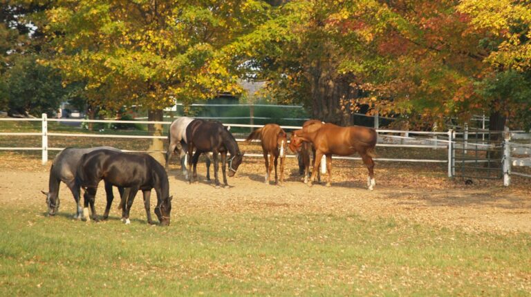 Weidegang in het najaar &#8211; waar let je op?!
