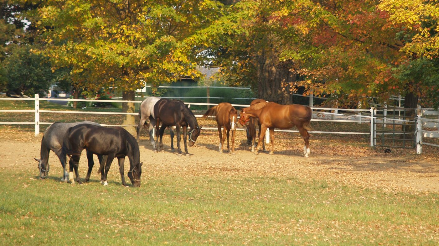 Paardenarts.nl - voeding - Weidegang najaar - waar let je op