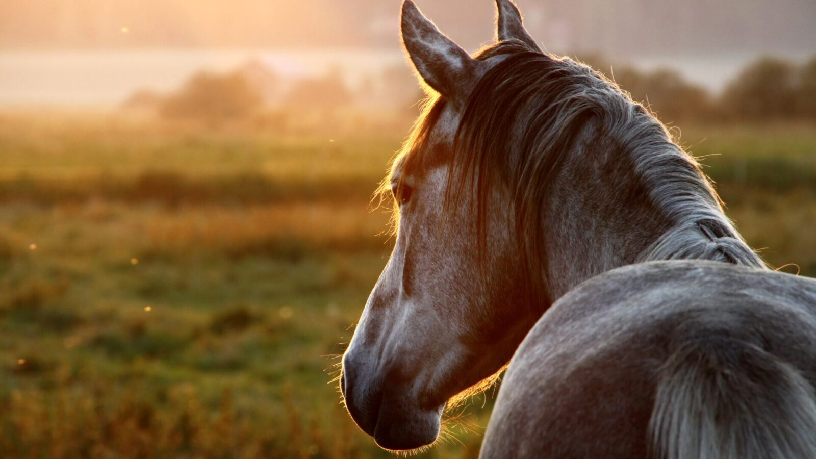 Paardenarts.nl - paardenvoeding - paard vermagering najaar winter