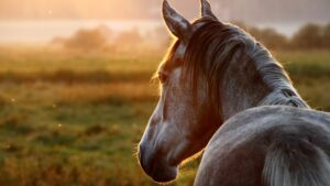 Je paard op dieet doe je in het najaar/begin winter