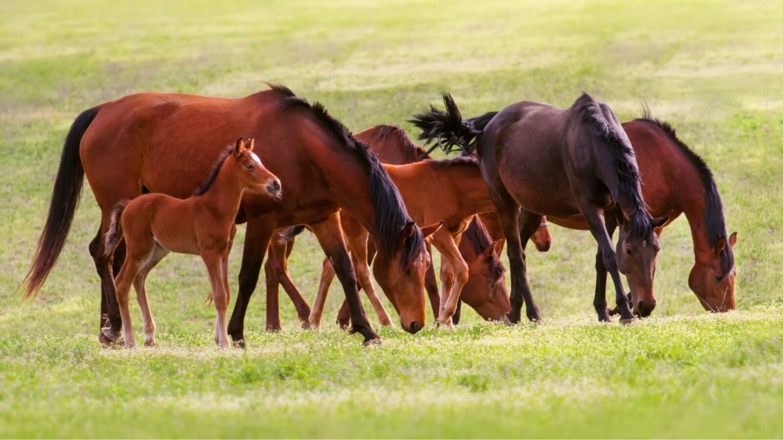 Paardenarts.nl - Commissie Welzijn Paard - Paardenwelzijn inleiding