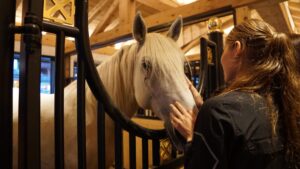 Paardenwelzijn | Een frisse neus op stal