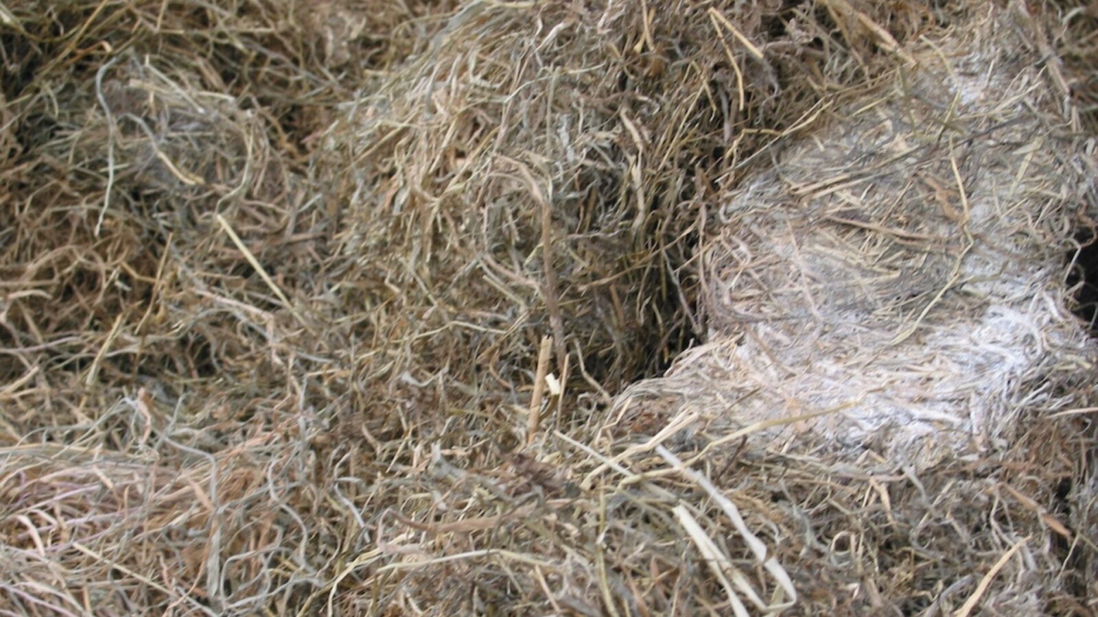 Paardenarts.nl - Paardenvoeding - Schimmel in hooi header