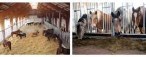 Voorbeeld van groepshuisvesting van paarden (Foto's: Stichting De Paardenkamp)
