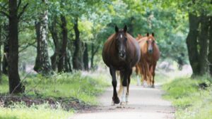 Drachtige merrie met hoefbevangenheid