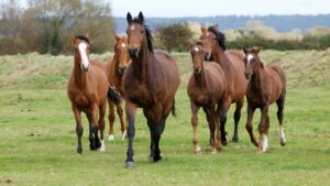 Paardenarts.nl - Commissie Welzijn Paard - weidegang paarden