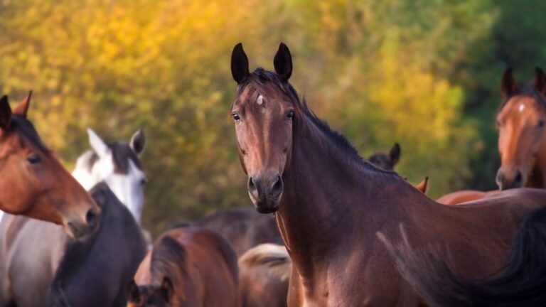 Paardenwelzijn | Huisvesting van paarden