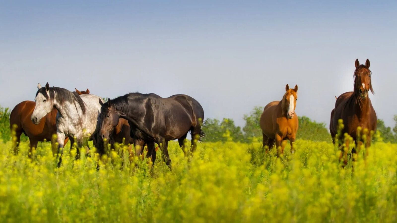 Nieuwe rubriek Paardenwelzijn en serie artikelen met Cluster Paard (KNMvD)