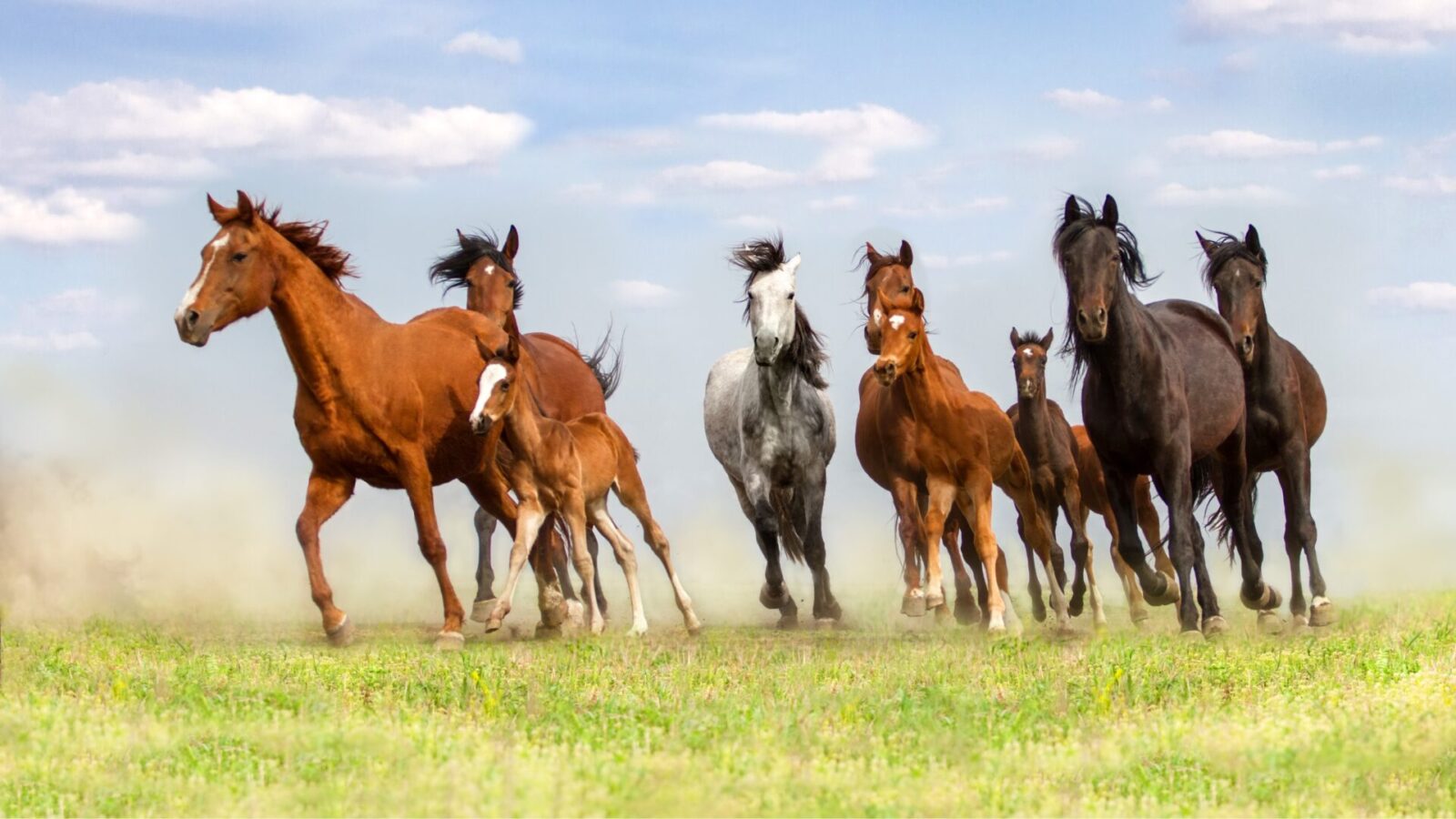 Paardenarts.nl - Rubriek Paardenwelzijn header