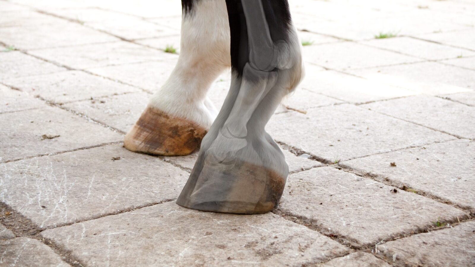 Onderzoek 'hoefbevangenheid bij paarden; wat weet jij' - header