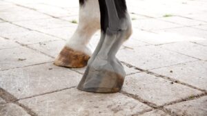 Onderzoek 'hoefbevangenheid bij paarden; wat weet jij' - header