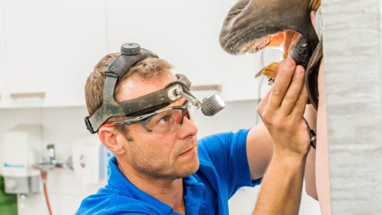 Een paardenmond in balans &#8211; Biomechanica van het paardengebit