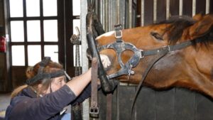 Paardenarts.nl - Paardenkliniek Wolvega - een paardenmond in balans (2) Salina paardentandarts