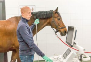 Paardenkliniek Wolvega - Het maken van een halsecho bij een paard