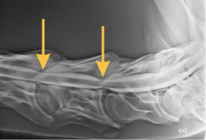 Paardenkliniek Wolvega - Myelografie atactisch paard met cervicale spinale compressie