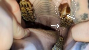 Paardenkliniek Wolvega - gebit pony anatomische afwijking (2)