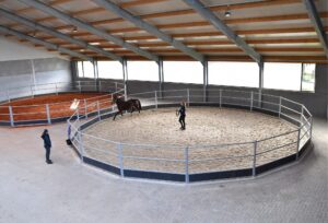 Paardenkliniek Wolvega - paard bekijken aan de longe