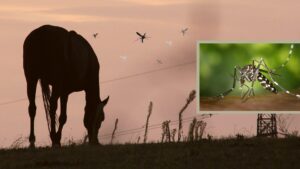 Paardenarts.nl West-Nijl virus WNV nieuws en updates