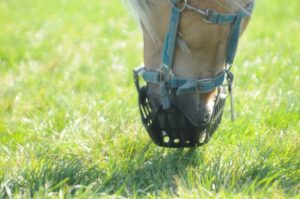 paardenarts.nl paard met graasmasker in de wei