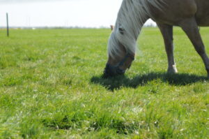 paardenarts.nl paard graast met graasmasker