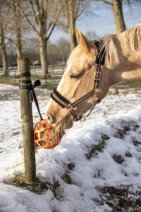 paardenarts.nl paard eet hooi uit hooibal