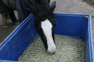Slowfeeders en graasmaskers voor paarden